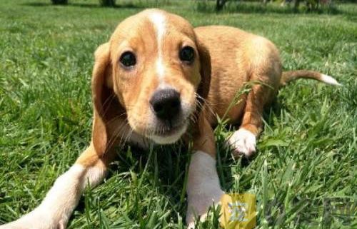 狗狗忠誠(chéng)度養(yǎng)成法